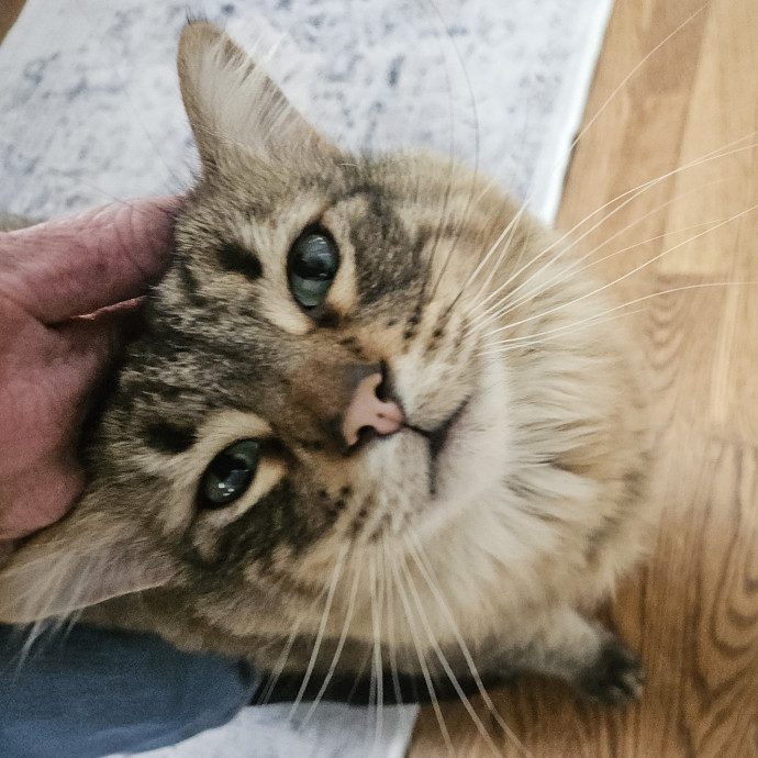 Blue Ribbon Cat Sitter Of Queen City