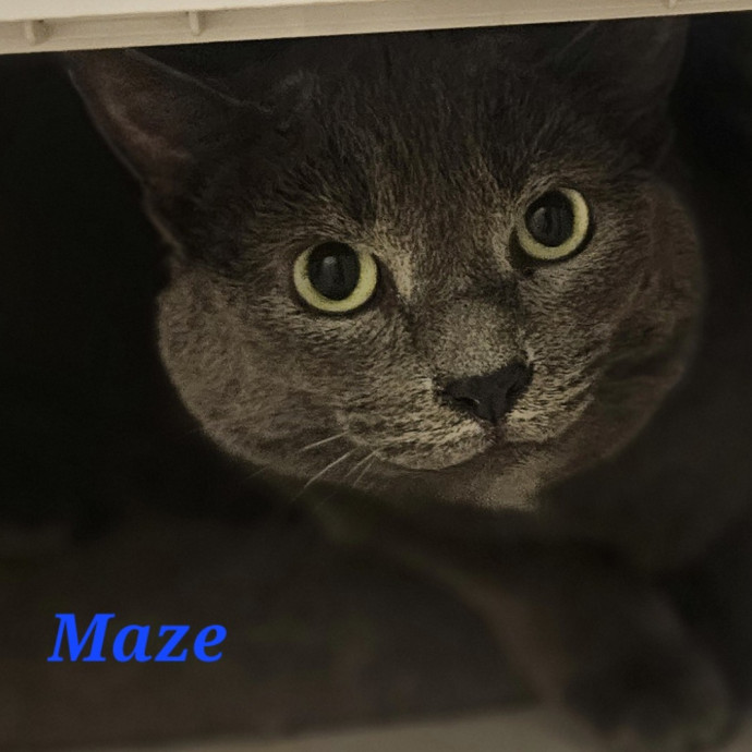 Blue Ribbon Cat Sitter Of Queen City