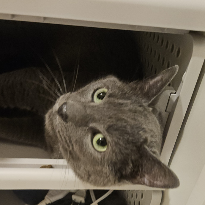 Blue Ribbon Cat Sitter Of Queen City