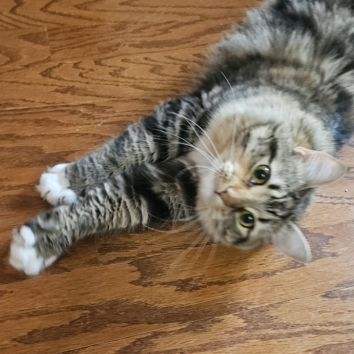Blue Ribbon Cat Sitter Of Queen City