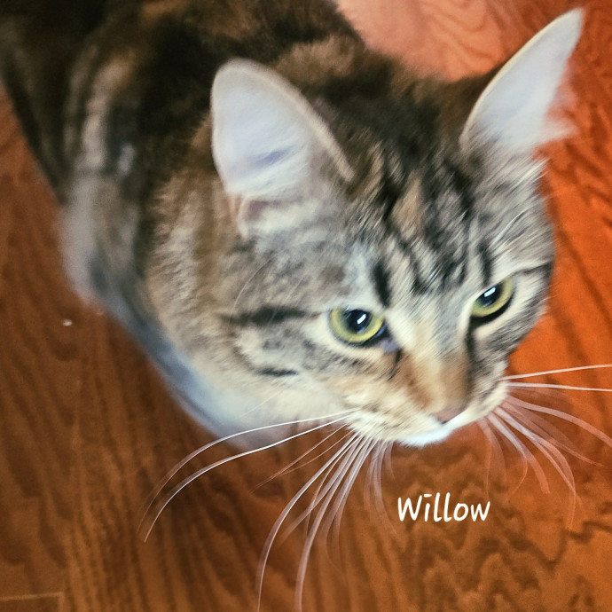 Blue Ribbon Cat Sitter Of Queen City