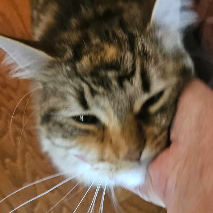 Blue Ribbon Cat Sitter Of Queen City