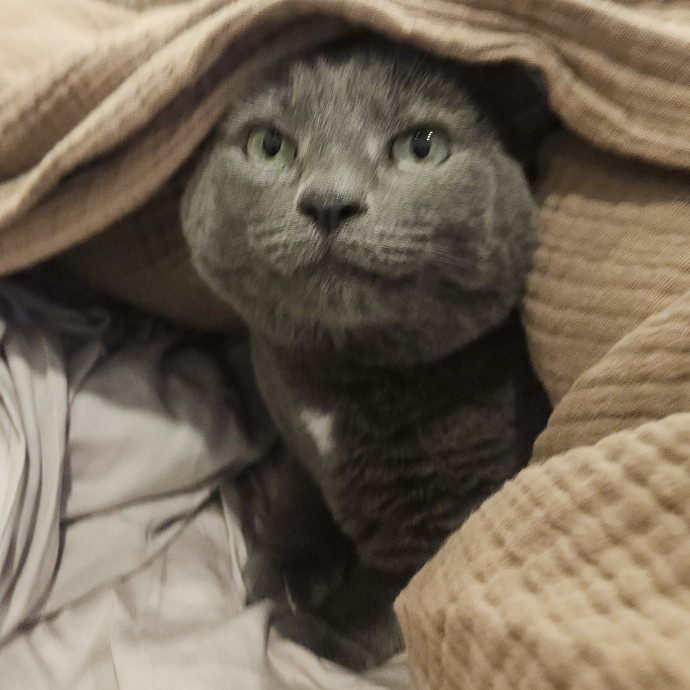 Blue Ribbon Cat Sitter Of Queen City