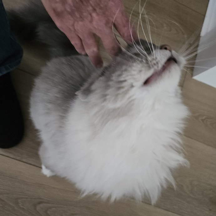 Blue Ribbon Cat Sitter Of Queen City