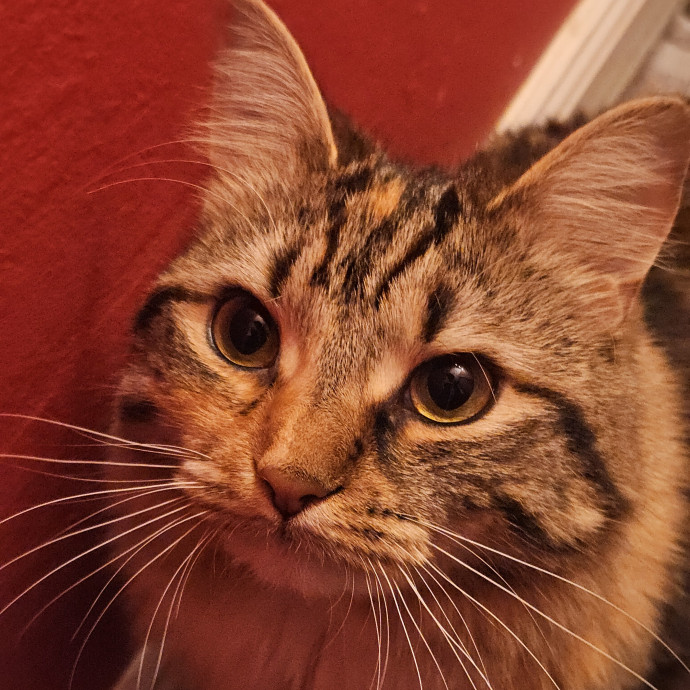 Blue Ribbon Cat Sitter Of Queen City