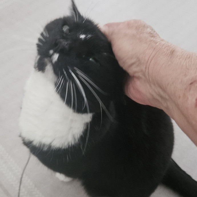 Blue Ribbon Cat Sitter Of Queen City