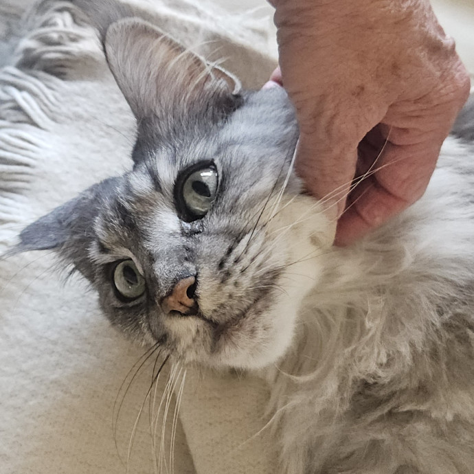 Blue Ribbon Cat Sitter Of Queen City