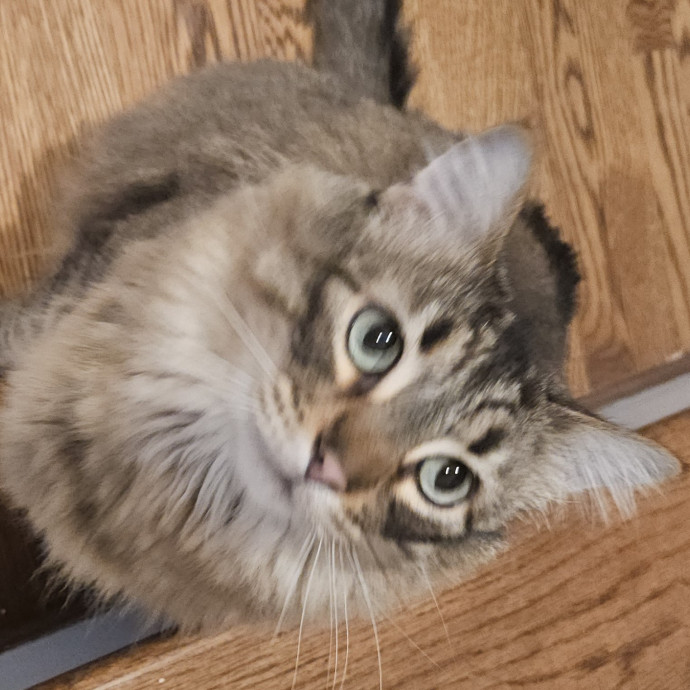Blue Ribbon Cat Sitter Of Queen City