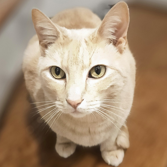 Blue Ribbon Cat Sitter Of Queen City