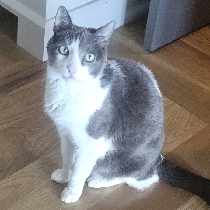 Blue Ribbon Cat Sitter Of Queen City