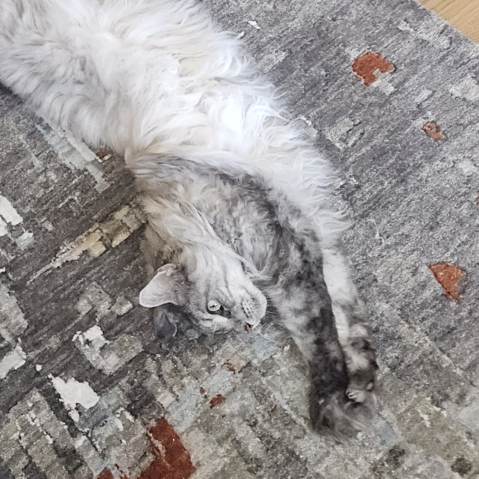 Blue Ribbon Cat Sitter Of Queen City