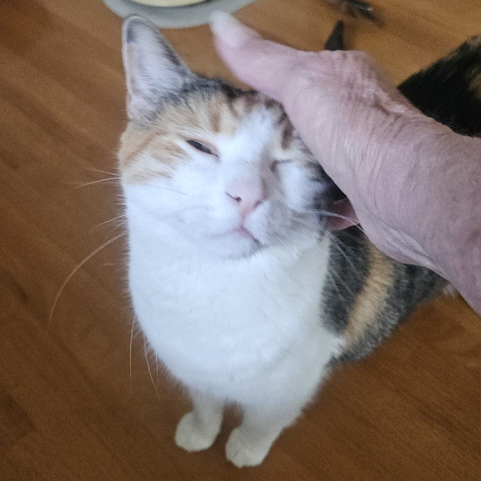 Blue Ribbon Cat Sitter Of Queen City