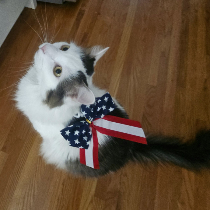 Blue Ribbon Cat Sitter Of Queen City