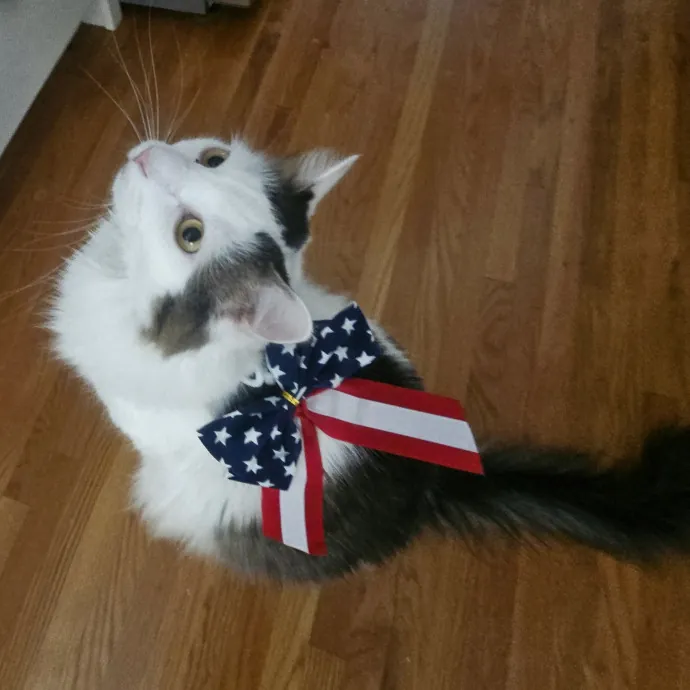 Blue Ribbon Cat Sitter Of Queen City