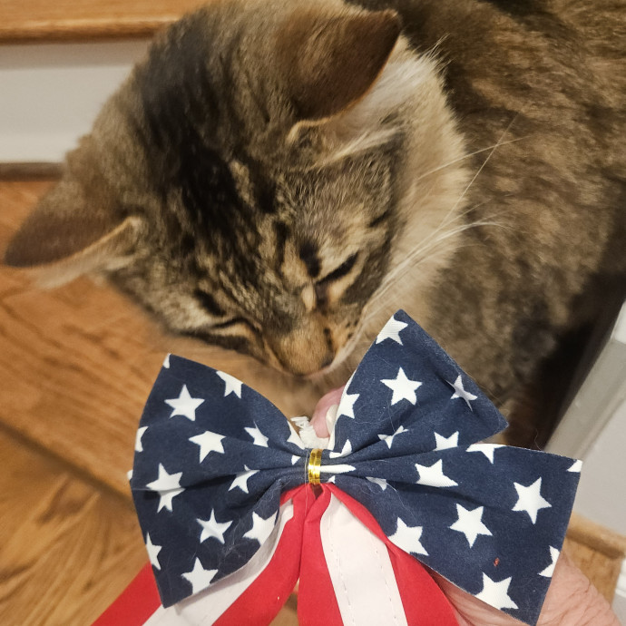 Blue Ribbon Cat Sitter Of Queen City
