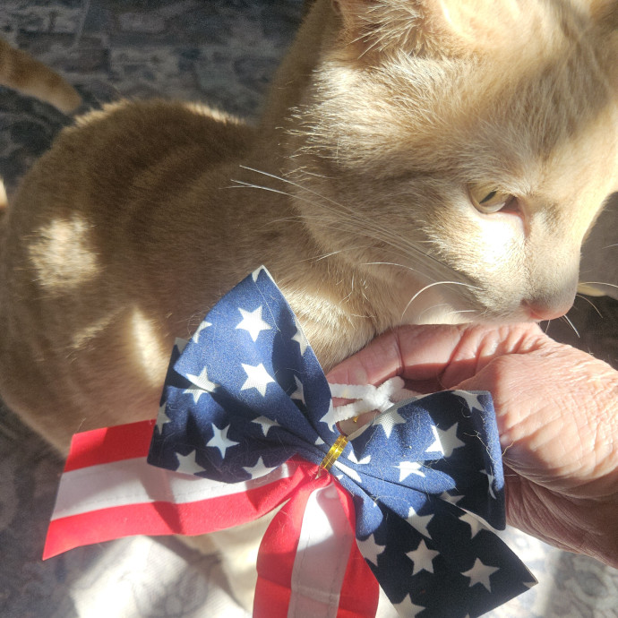 Blue Ribbon Cat Sitter Of Queen City