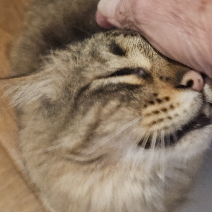 Blue Ribbon Cat Sitter Of Queen City
