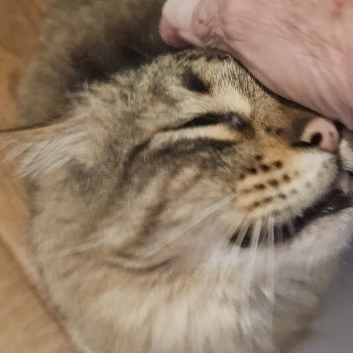 Blue Ribbon Cat Sitter Of Queen City