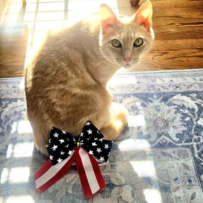 Blue Ribbon Cat Sitter Of Queen City