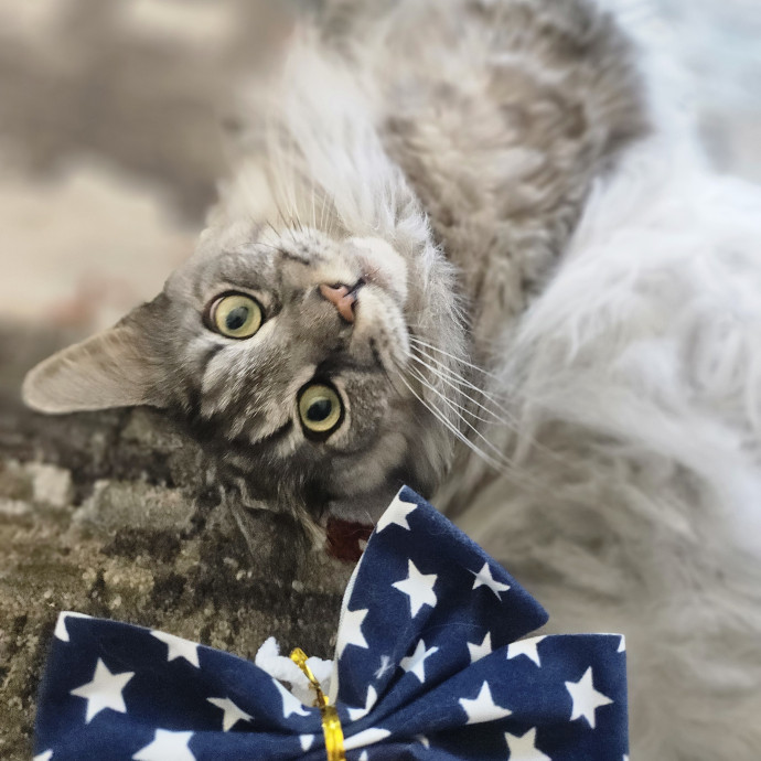 Blue Ribbon Cat Sitter Of Queen City