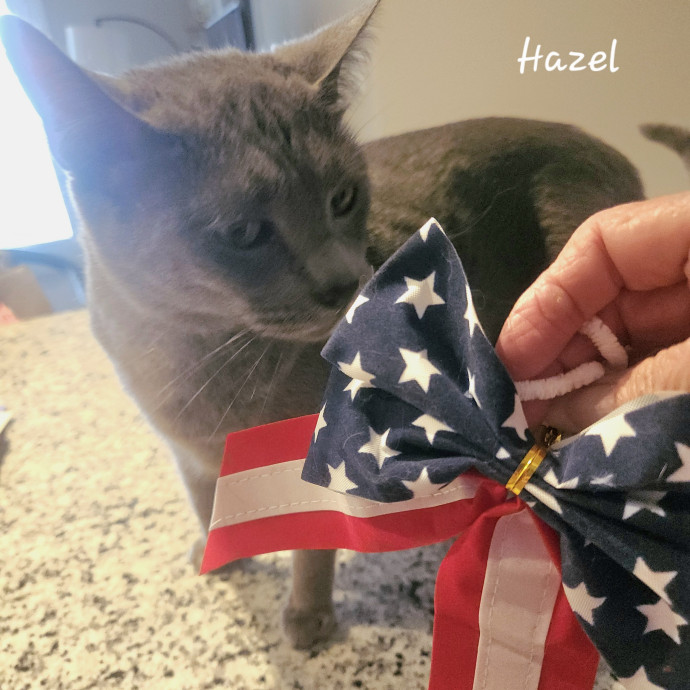 Blue Ribbon Cat Sitter Of Queen City