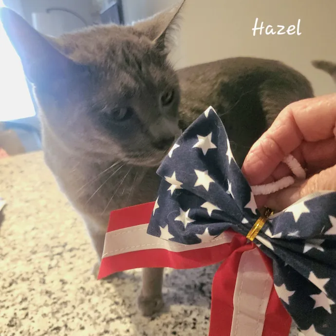 Blue Ribbon Cat Sitter Of Queen City