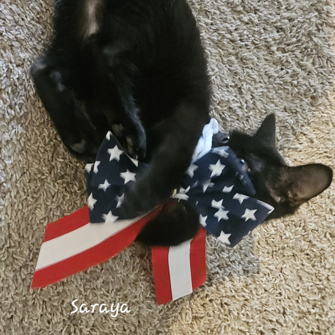 Blue Ribbon Cat Sitter Of Queen City