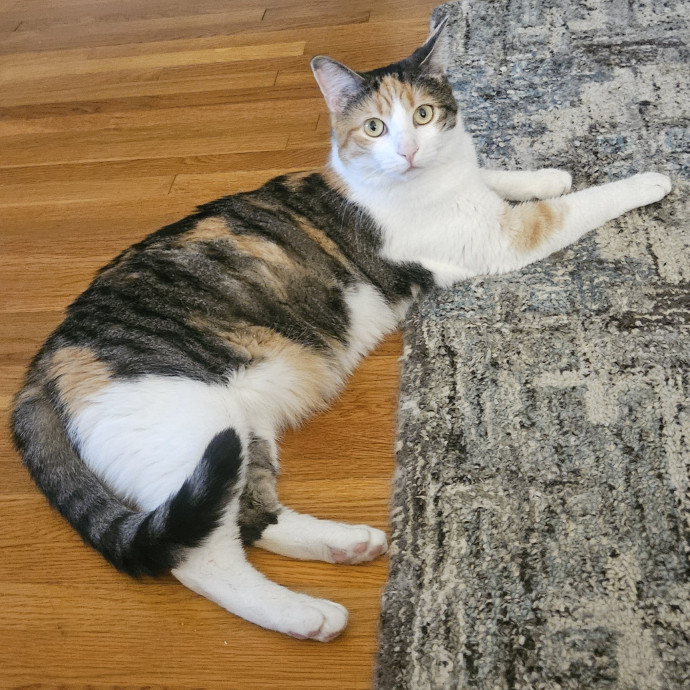 Blue Ribbon Cat Sitter Of Queen City
