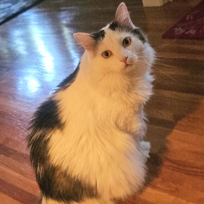 Blue Ribbon Cat Sitter Of Queen City