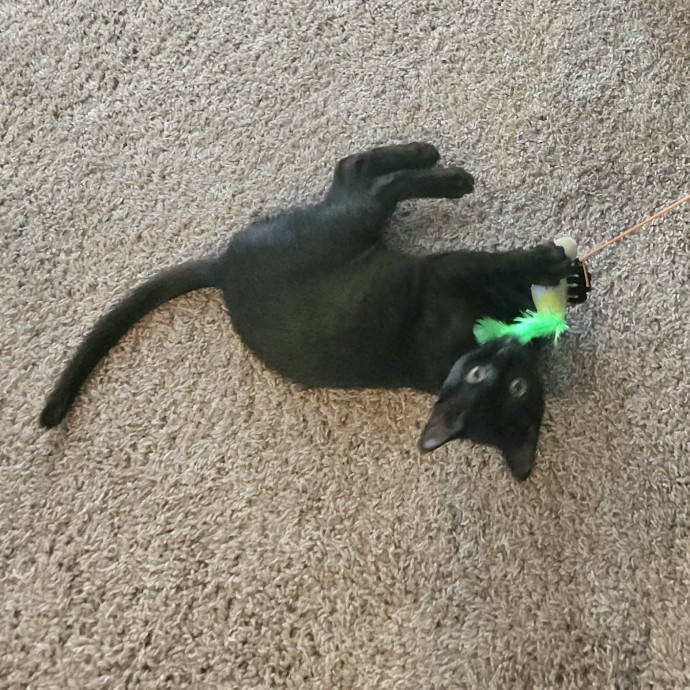 Blue Ribbon Cat Sitter Of Queen City