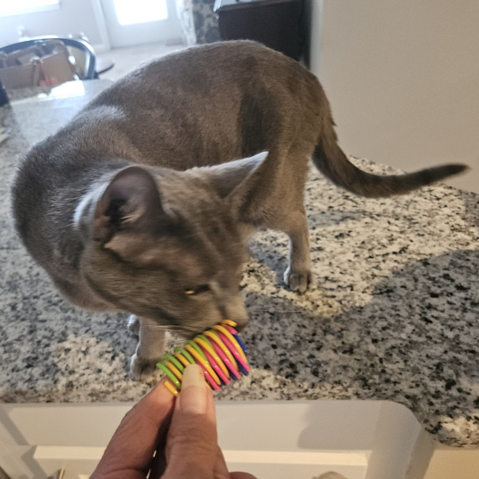 Blue Ribbon Cat Sitter Of Queen City