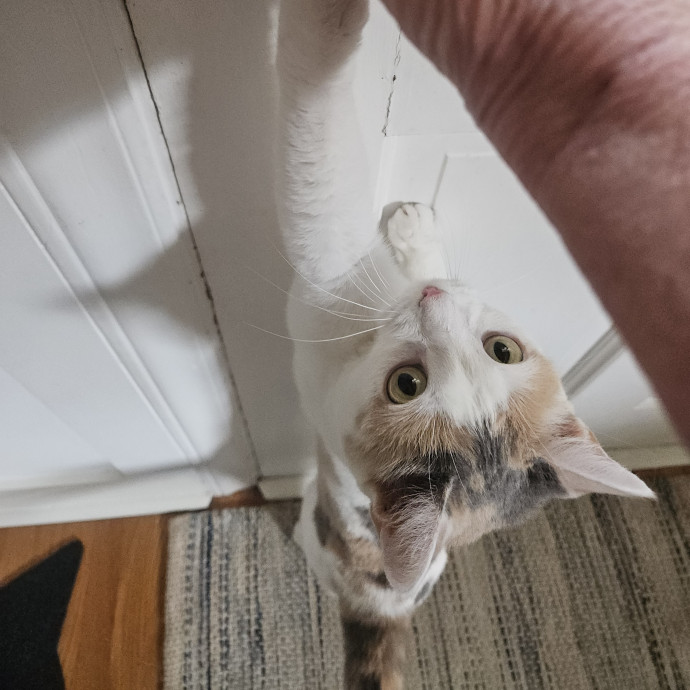 Blue Ribbon Cat Sitter Of Queen City
