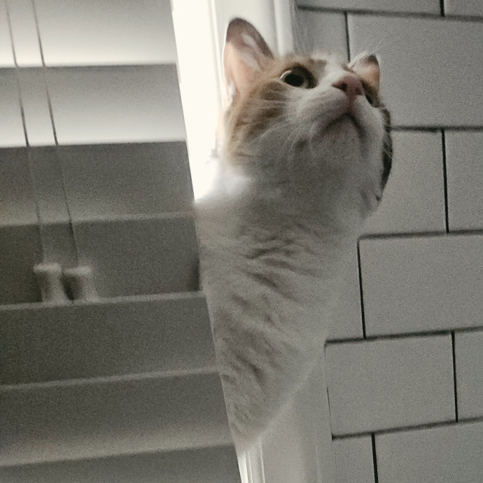 Blue Ribbon Cat Sitter Of Queen City