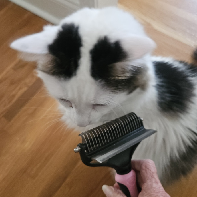 Blue Ribbon Cat Sitter Of Queen City