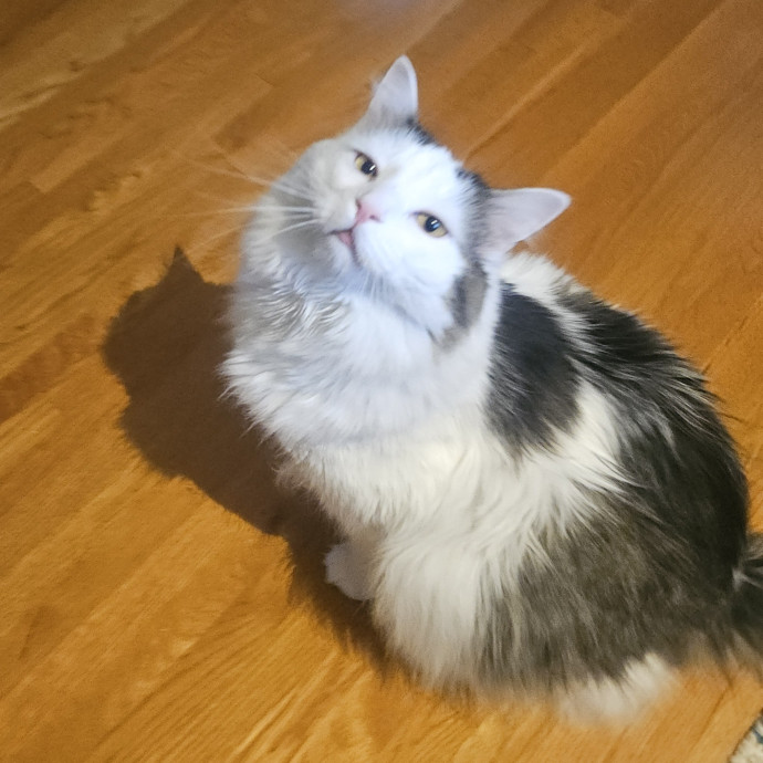 Blue Ribbon Cat Sitter Of Queen City