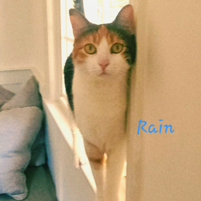 Blue Ribbon Cat Sitter Of Queen City