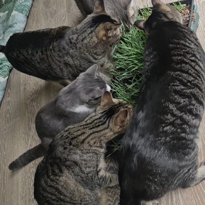 Blue Ribbon Cat Sitter Of Queen City