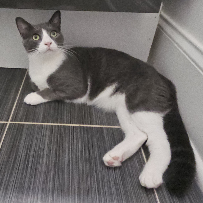 Blue Ribbon Cat Sitter Of Queen City
