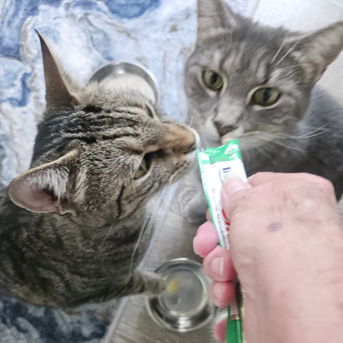 Blue Ribbon Cat Sitter Of Queen City