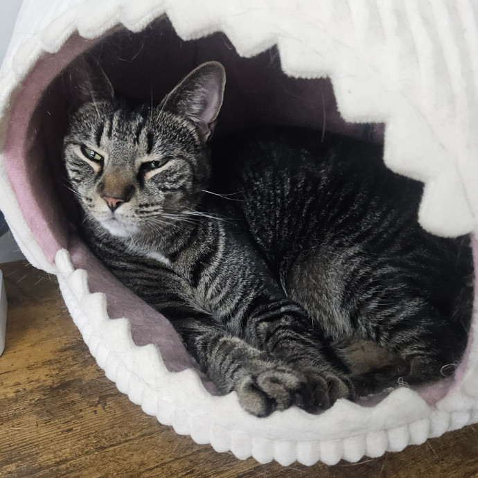 Blue Ribbon Cat Sitter Of Queen City