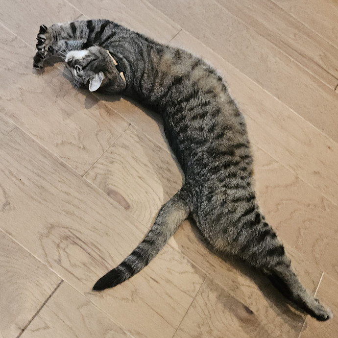 Blue Ribbon Cat Sitter Of Queen City