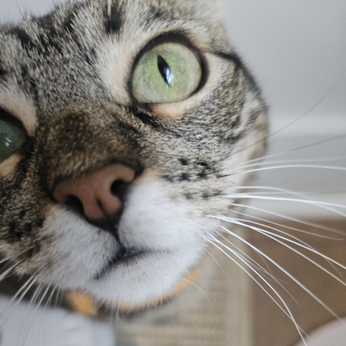 Blue Ribbon Cat Sitter Of Queen City