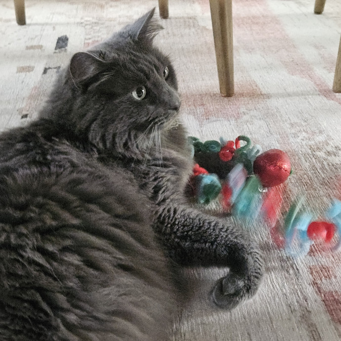Blue Ribbon Cat Sitter Of Queen City