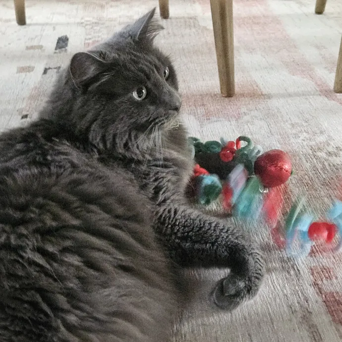 Blue Ribbon Cat Sitter Of Queen City
