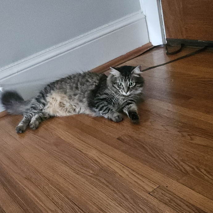 Blue Ribbon Cat Sitter Of Queen City