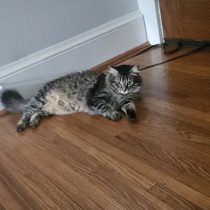 Blue Ribbon Cat Sitter Of Queen City
