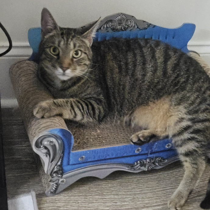 Blue Ribbon Cat Sitter Of Queen City