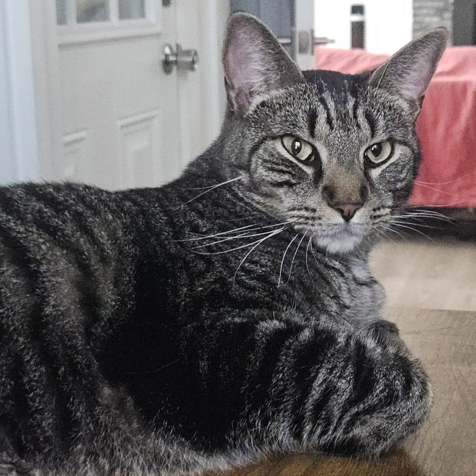 Blue Ribbon Cat Sitter Of Queen City