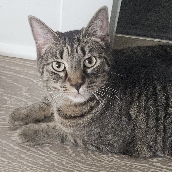 Blue Ribbon Cat Sitter Of Queen City