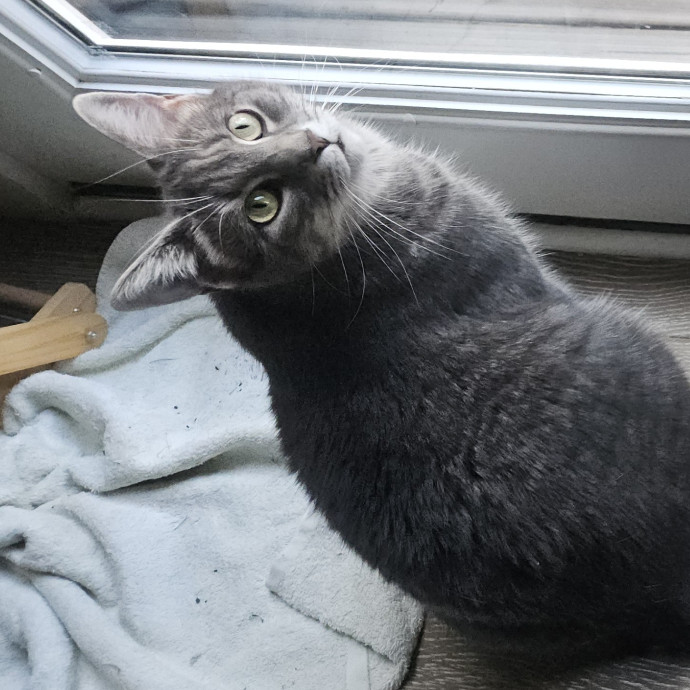 Blue Ribbon Cat Sitter Of Queen City